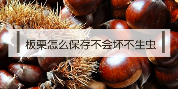 惠州_板栗怎么貯藏保存不變壞