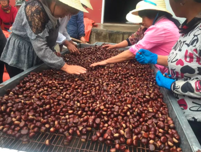 惠州_挑選板栗的技術(shù)和方法