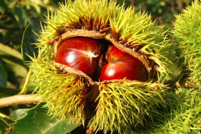 板栗的故事  秋風(fēng)一起，落葉紛飛