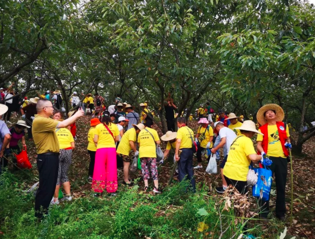 一群孩子們采摘板栗的故事